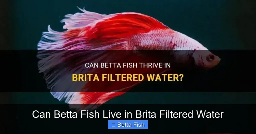 Can Betta Fish Live in Brita Filtered Water