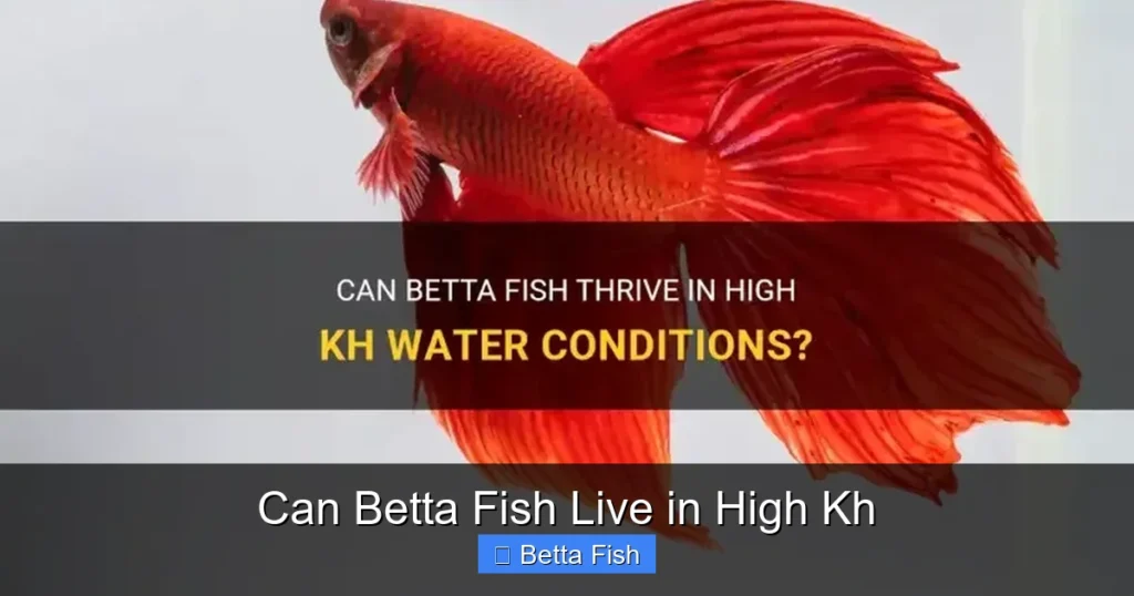 Can Betta Fish Live in High Kh