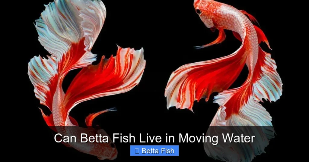 Can Betta Fish Live in Moving Water