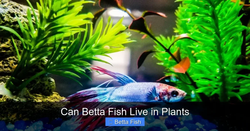 Can Betta Fish Live in Plants