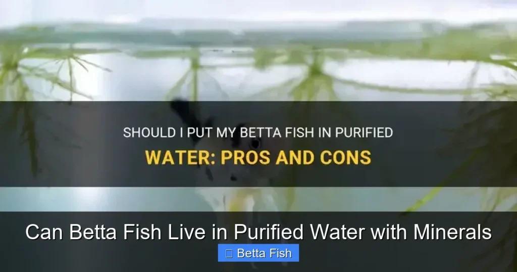 Can Betta Fish Live in Purified Water with Minerals