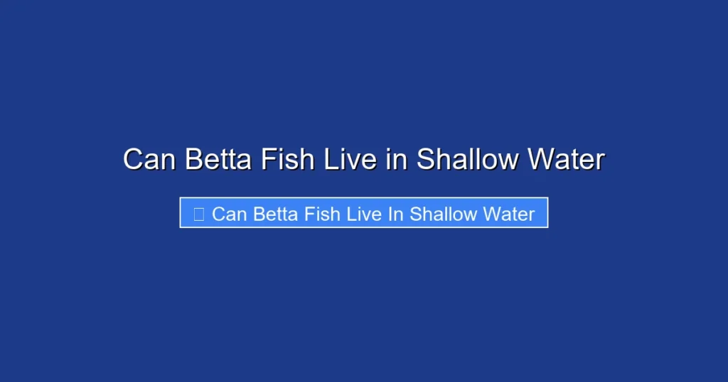 Can Betta Fish Live in Shallow Water