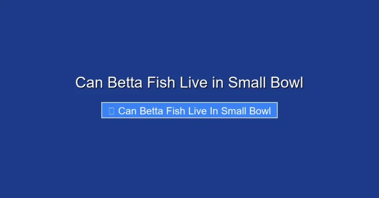 Can Betta Fish Live in Small Bowl