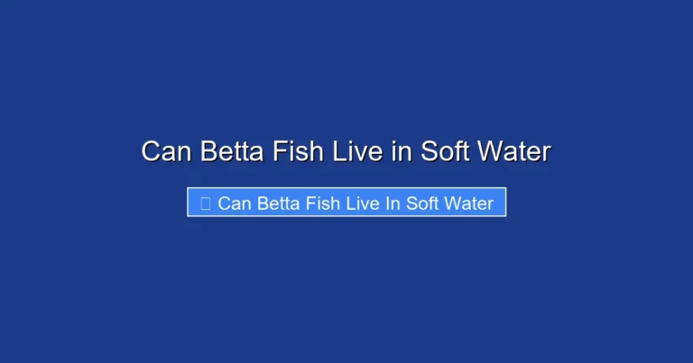 Can Betta Fish Live in Soft Water