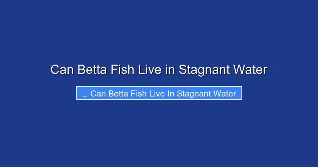 Can Betta Fish Live in Stagnant Water