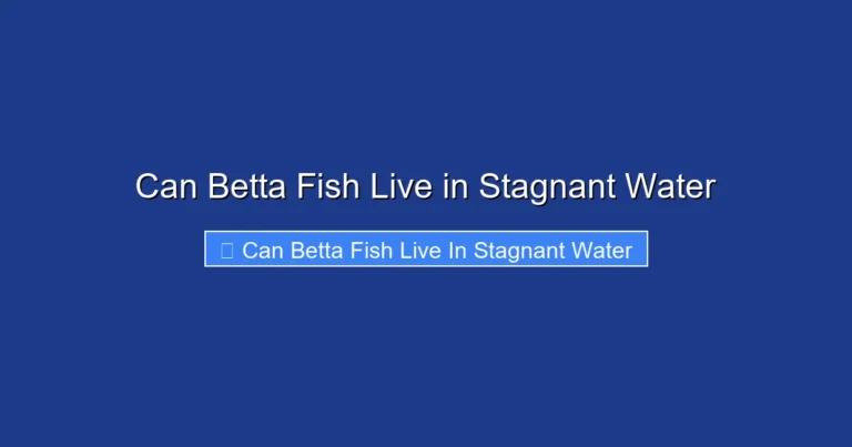 Can Betta Fish Live in Stagnant Water