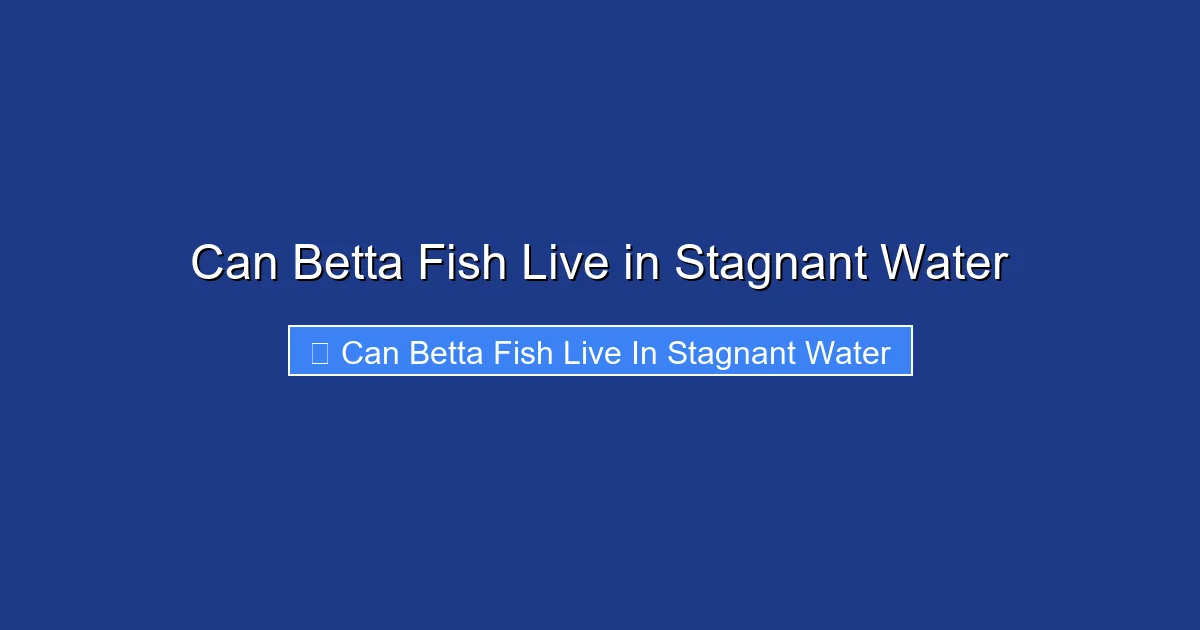 Can Betta Fish Live in Stagnant Water