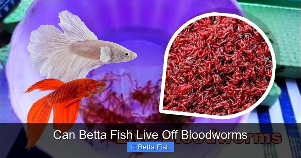 Can Betta Fish Live Off Bloodworms