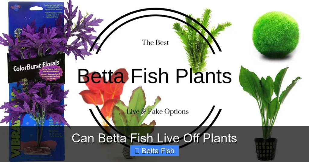 Can Betta Fish Live Off Plants