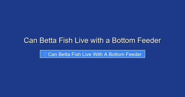 Can Betta Fish Live with a Bottom Feeder