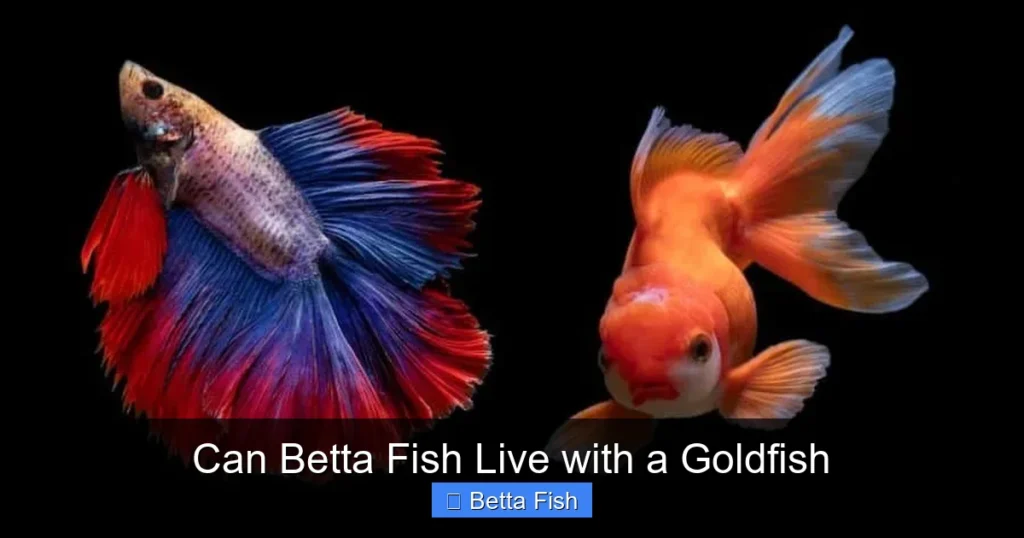 Can Betta Fish Live with a Goldfish