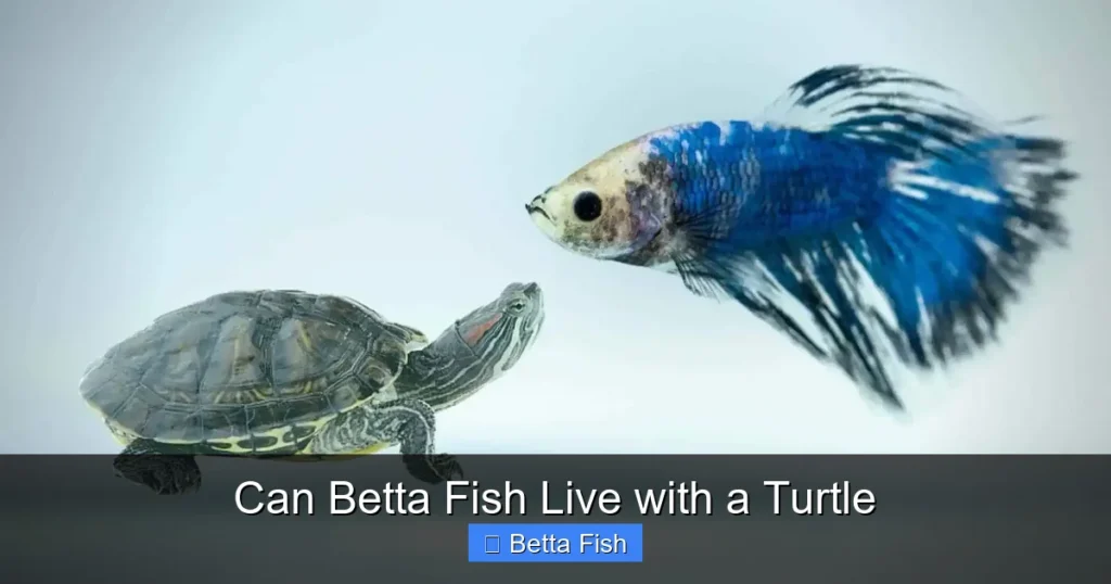 Can Betta Fish Live with a Turtle