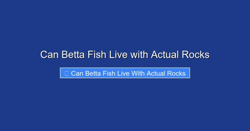 Can Betta Fish Live with Actual Rocks