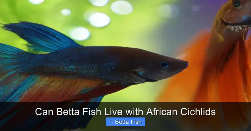 Can Betta Fish Live with African Cichlids