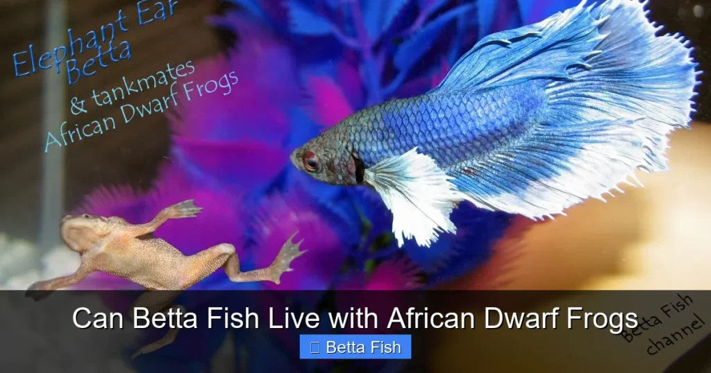 Can Betta Fish Live with African Dwarf Frogs
