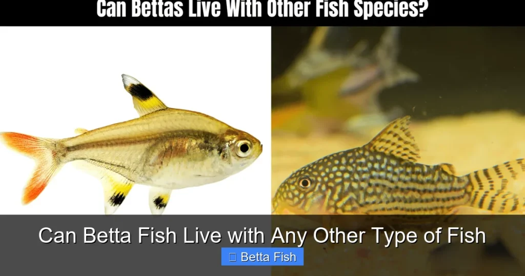 Can Betta Fish Live with Any Other Type of Fish
