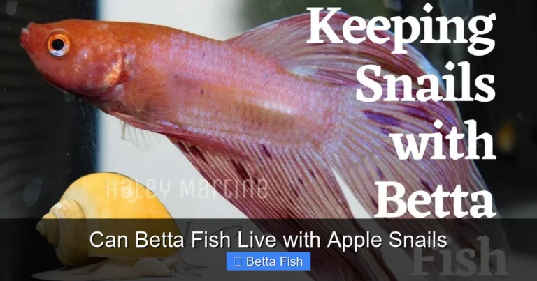 Can Betta Fish Live with Apple Snails