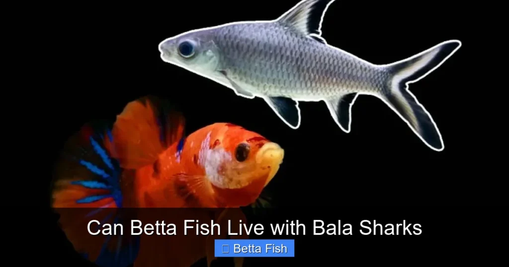 Can Betta Fish Live with Bala Sharks