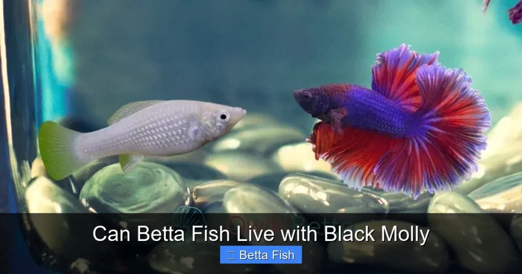 Can Betta Fish Live with Black Molly