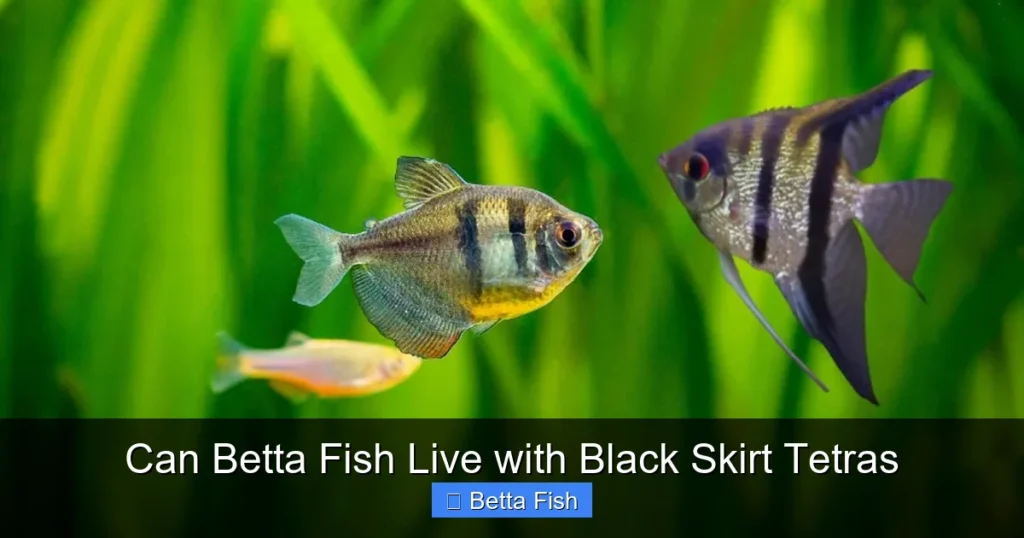 Can Betta Fish Live with Black Skirt Tetras