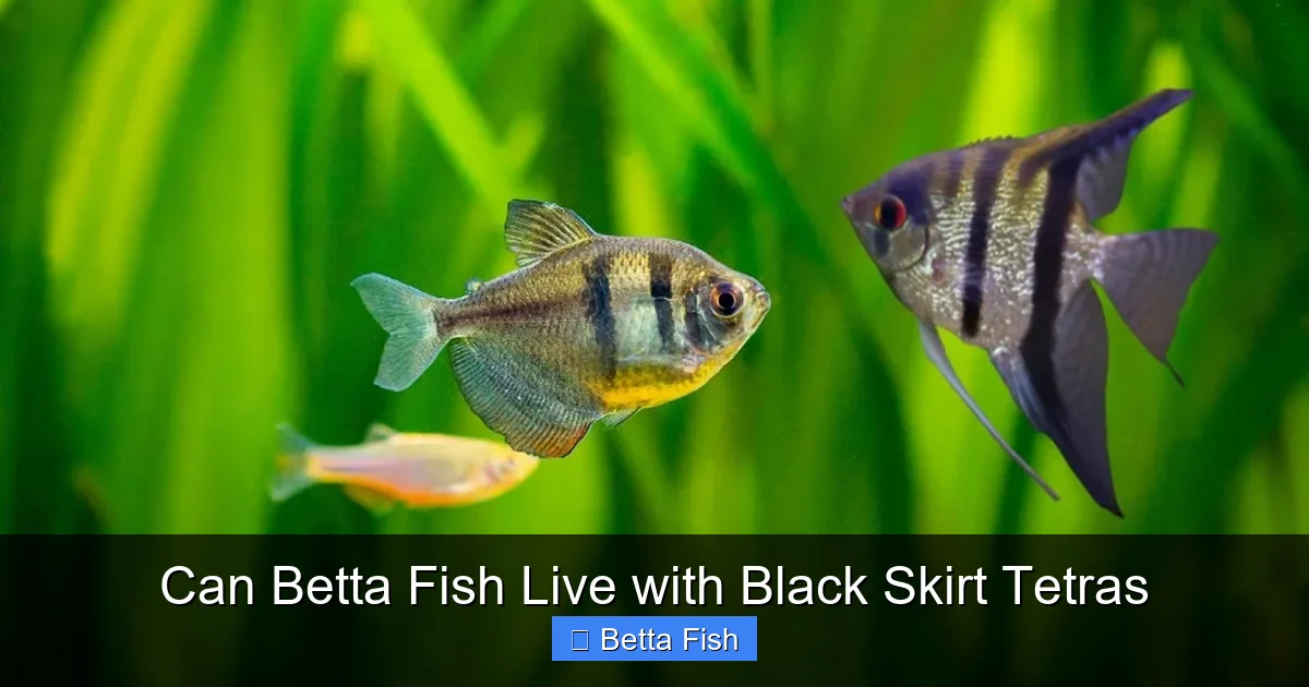 Can Betta Fish Live with Black Skirt Tetras