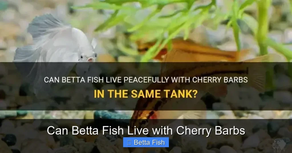 Can Betta Fish Live with Cherry Barbs