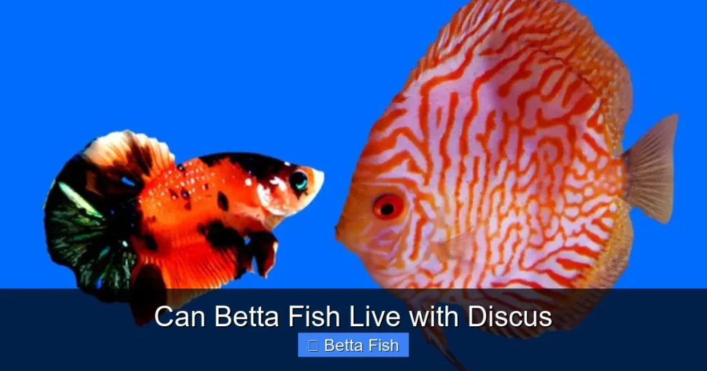 Can Betta Fish Live with Discus