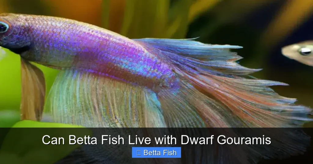 Can Betta Fish Live with Dwarf Gouramis