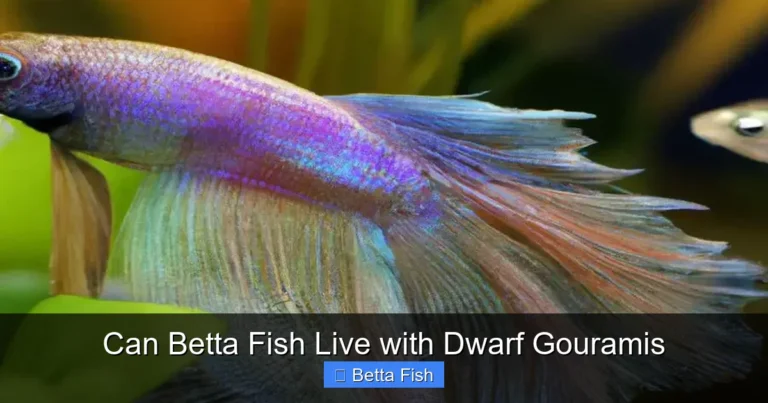 Can Betta Fish Live with Dwarf Gouramis