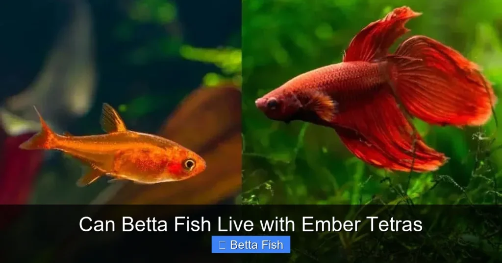 Can Betta Fish Live with Ember Tetras