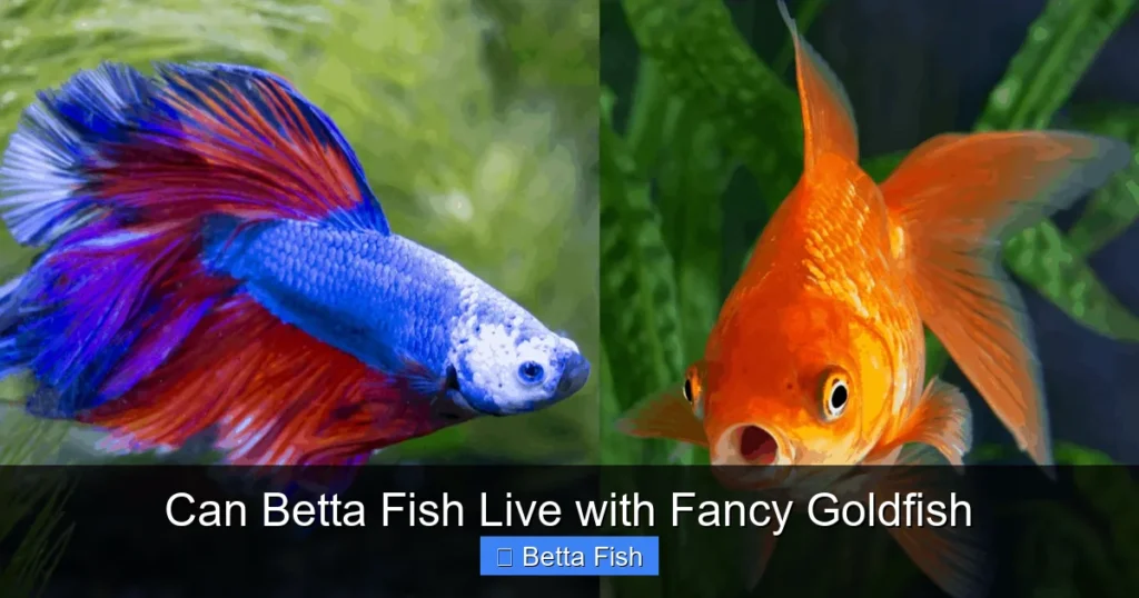Can Betta Fish Live with Fancy Goldfish