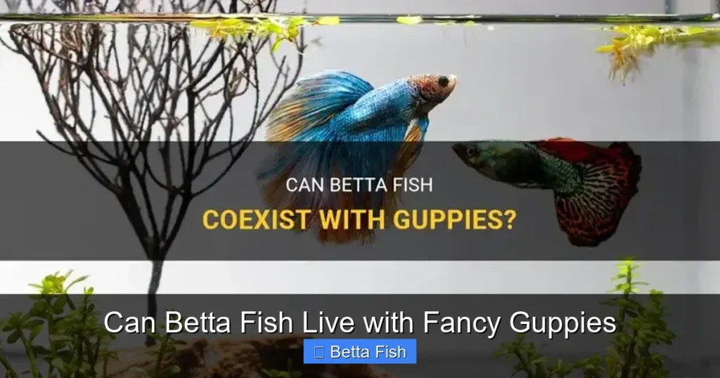 Can Betta Fish Live with Fancy Guppies