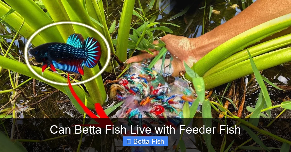 Can Betta Fish Live with Feeder Fish