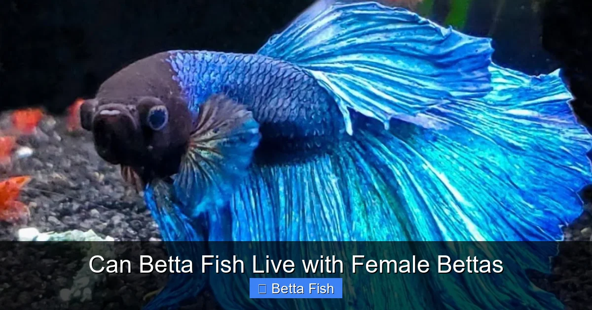 Can Betta Fish Live with Female Bettas