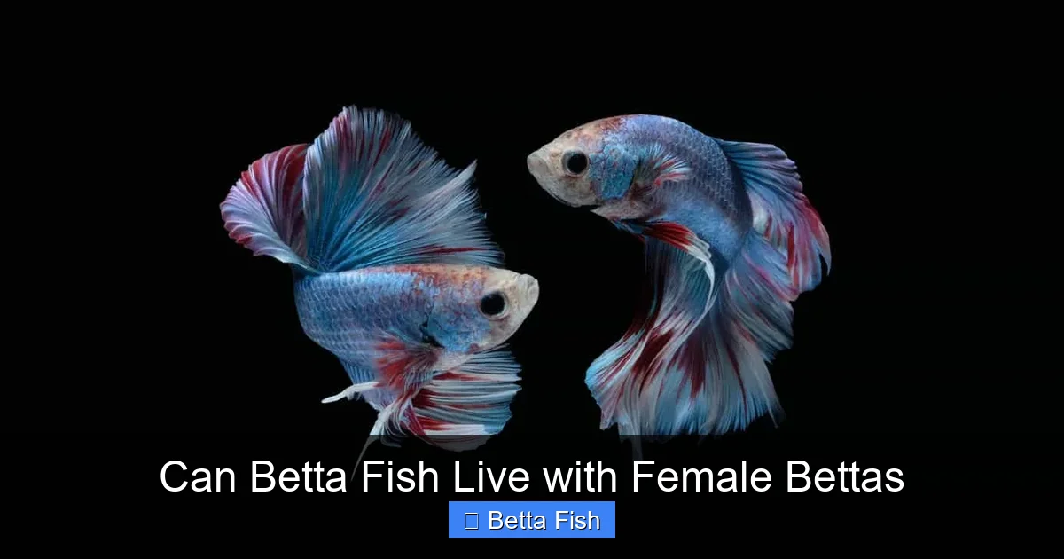 Can Betta Fish Live with Female Bettas