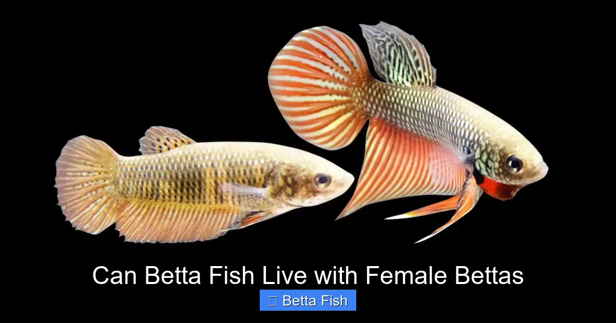 Can Betta Fish Live with Female Bettas