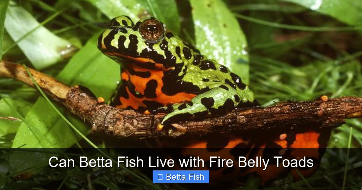 Can Betta Fish Live with Fire Belly Toads
