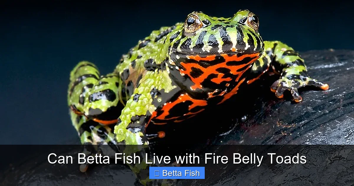 Can Betta Fish Live with Fire Belly Toads