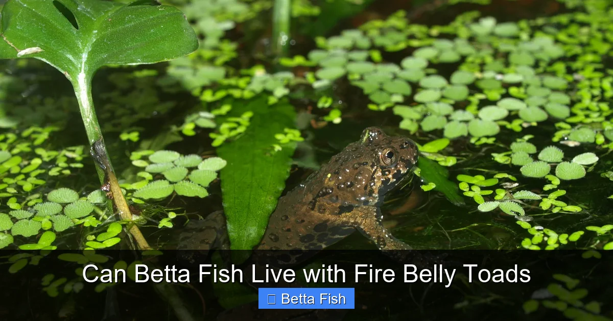 Can Betta Fish Live with Fire Belly Toads