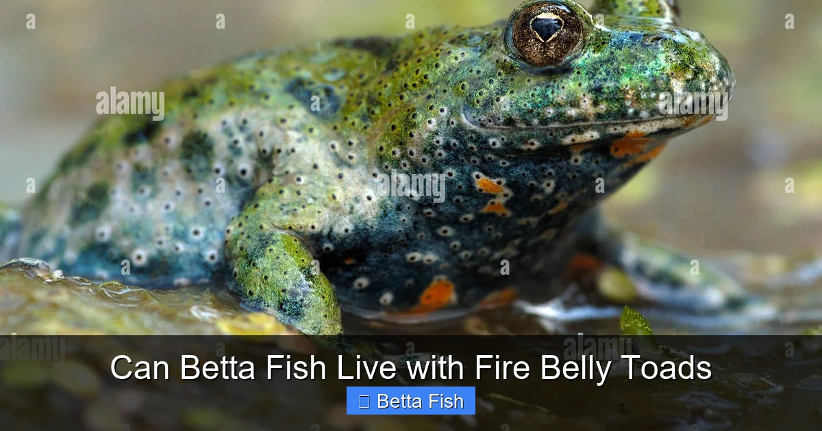 Can Betta Fish Live with Fire Belly Toads