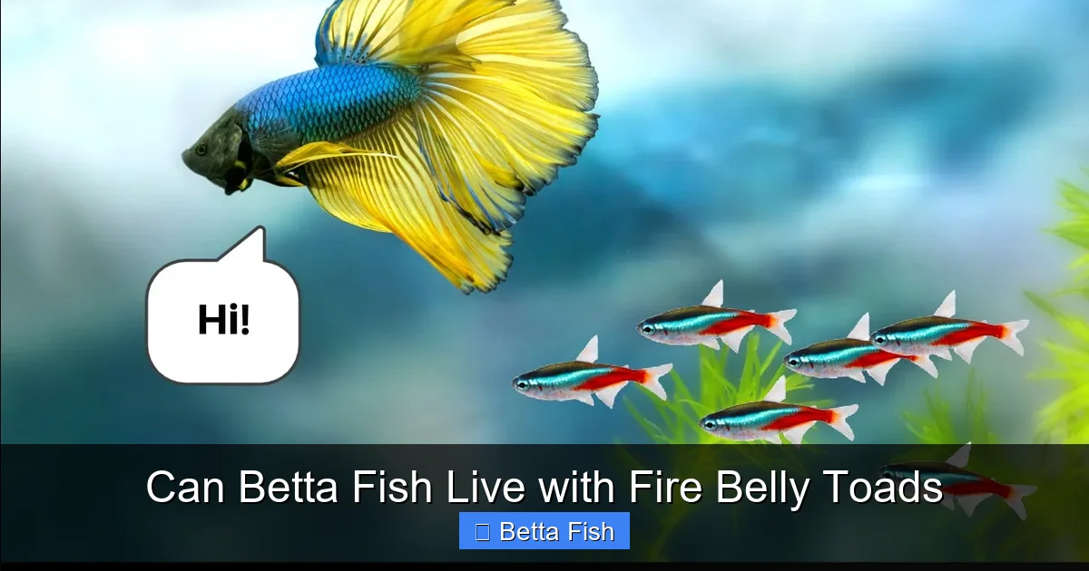Can Betta Fish Live with Fire Belly Toads