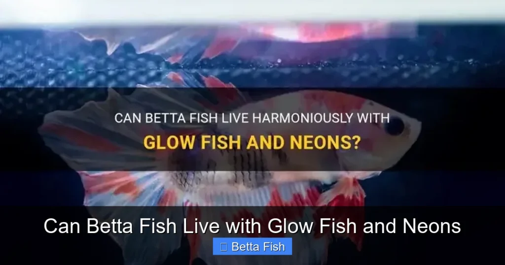 Can Betta Fish Live with Glow Fish and Neons