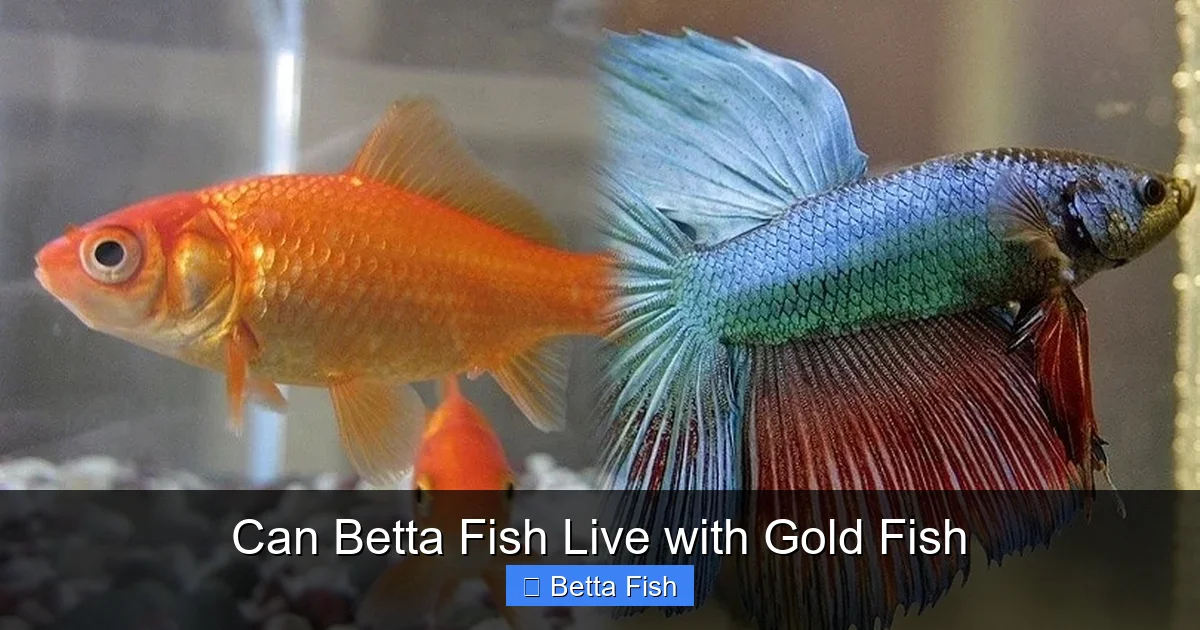 Can Betta Fish Live with Gold Fish