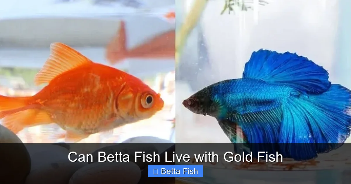 Can Betta Fish Live with Gold Fish