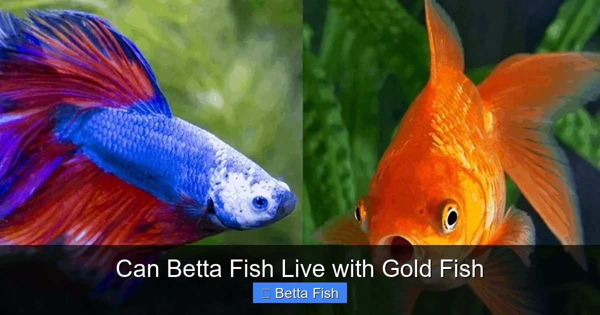 Can Betta Fish Live with Gold Fish