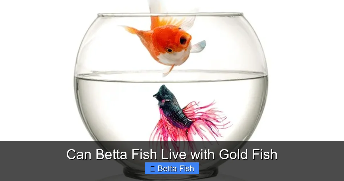 Can Betta Fish Live with Gold Fish