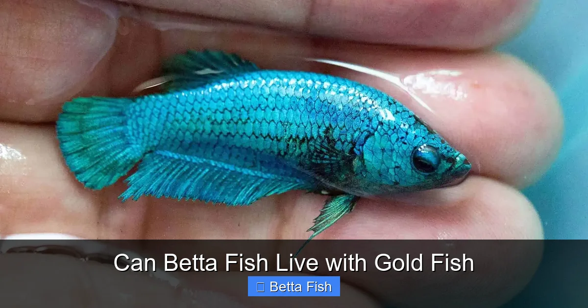 Can Betta Fish Live with Gold Fish