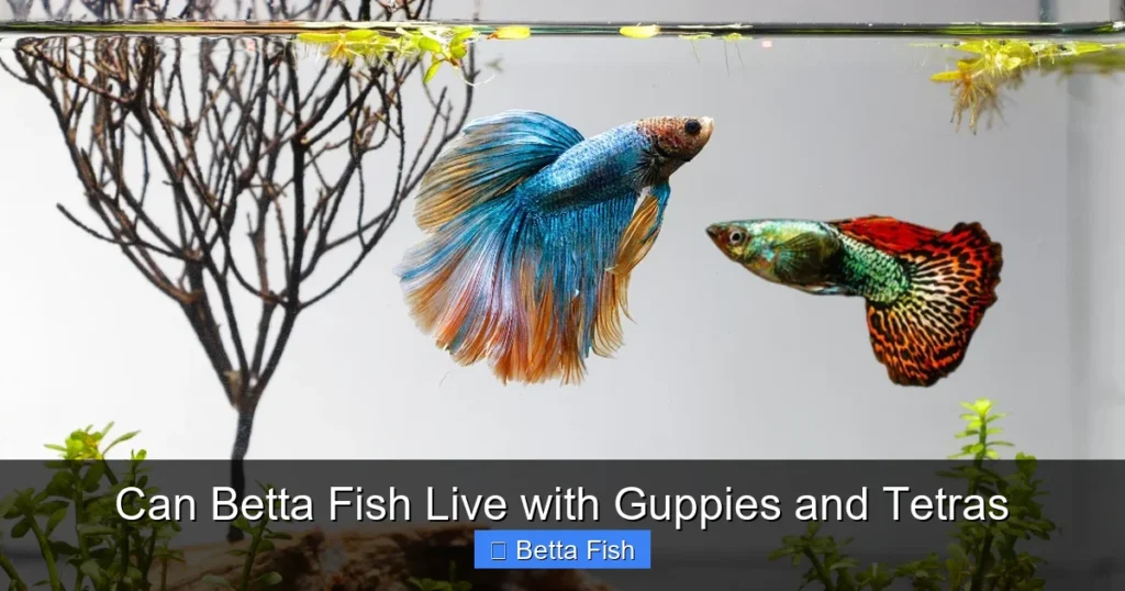 Can Betta Fish Live with Guppies and Tetras