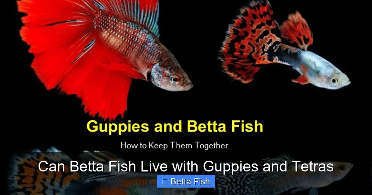Can Betta Fish Live with Guppies and Tetras