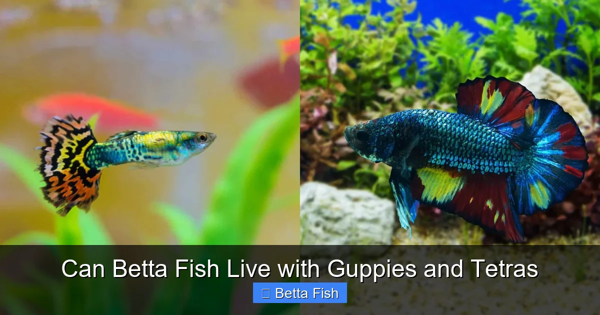 Can Betta Fish Live with Guppies and Tetras
